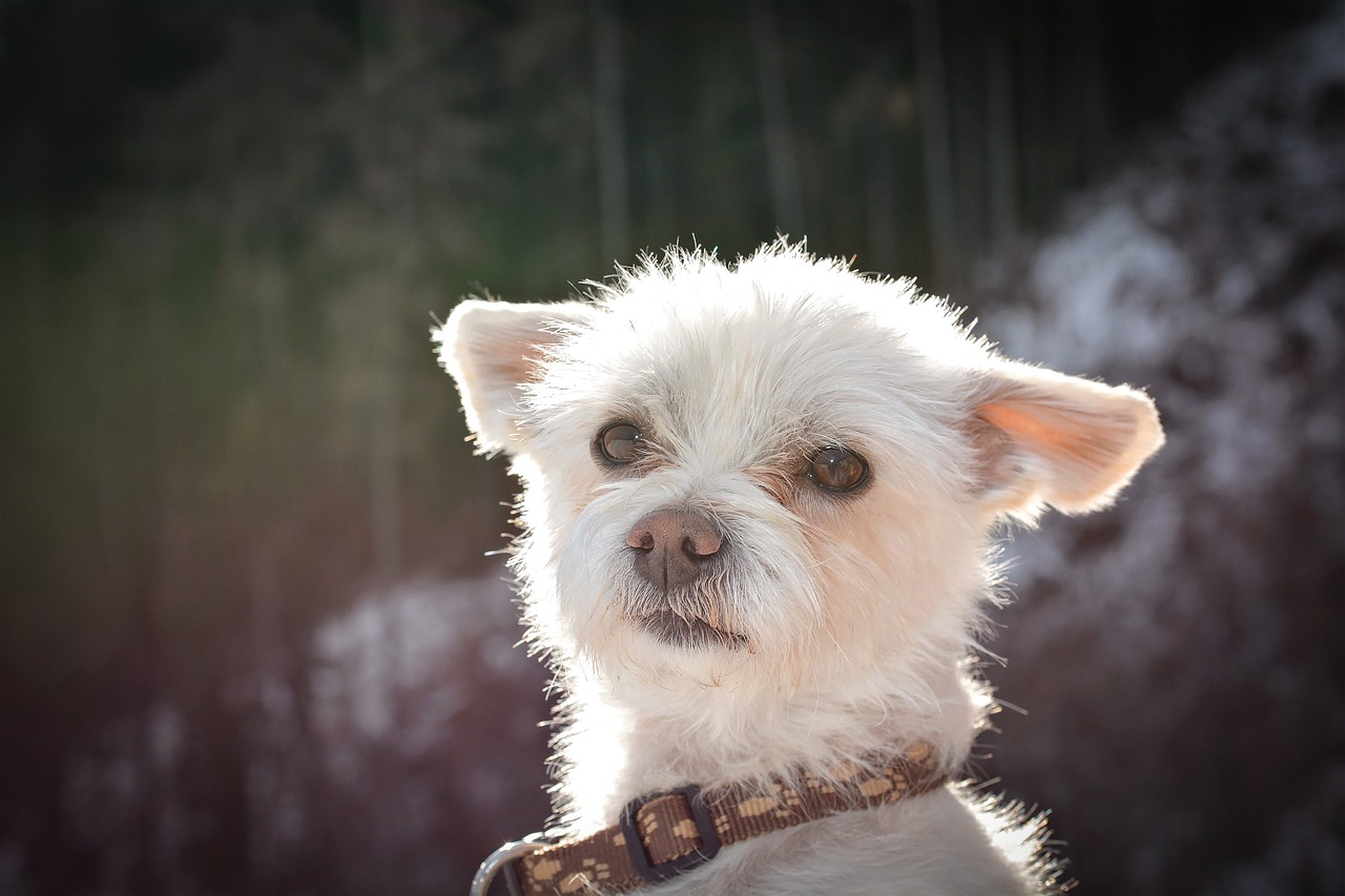 The Affectionate Spirit of the Cairn Terrier